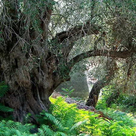 Averto Avali Holiday home